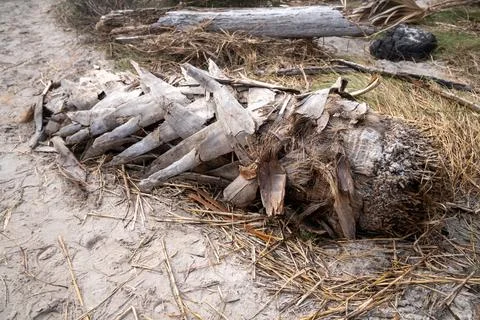 Dead palm tree lying on the ground in the sand, decomposing Stock Photos