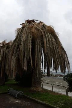 Dead palms by attack of the parasite Red awl -Rhynchophorus ferrugineus- Stock Photos