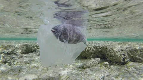 Dead Parrotfish drifting in plastic bag under surface of water in the coastal ar Vídeo Stock 172430778