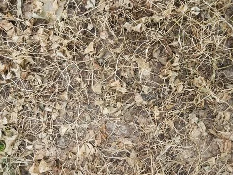 Dead patch of clover Stock Photos
