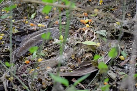 A dead peacock Stock Photos