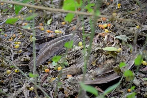 A dead peacock Stock Photos