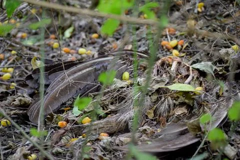 A dead peacock Stock Photos