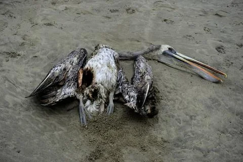 Dead Pelican Stock Photos