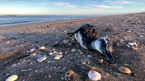 Dead penguin washed up on the beach. Ecological disaster Stock Footage 293644230