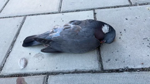 Dead pidgeon lying on pavement, sidewalk in Stockholm Stock Footage 332611975