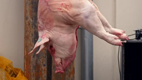 Dead pig body before cutting up Stock Footage 86189575