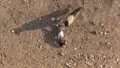 Dead pigeon and raven HD Footage
