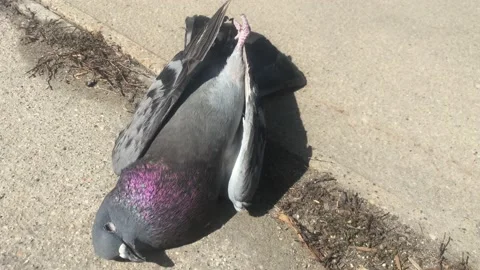 Dead Pigeon Bird Abstract 스톡 동영상 171436809