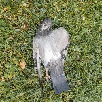 Dead pigeon in the grass. Stock Photos