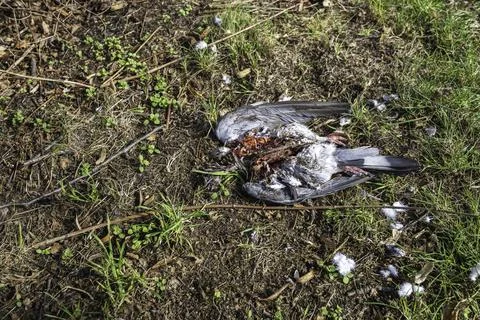 A dead pigeon on the ground Stock Photos