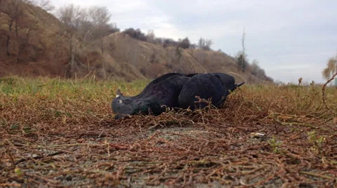 Dead pigeon lying on the grass without people 库存影片 44201851