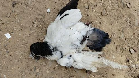 Dead Pigeon Lying on Sandy Ground Stock Photos