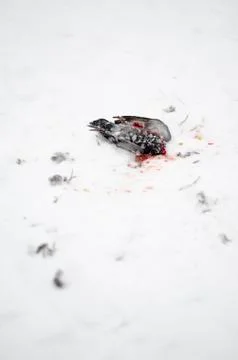 Dead pigeon Stock Photos