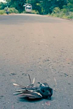 Dead pigeon Stock Photos