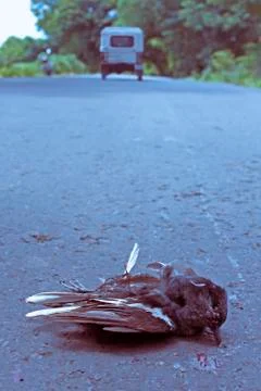 Dead pigeon Stock Photos