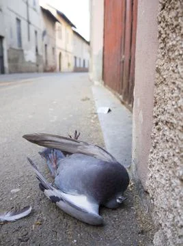 Dead pigeon Stock Photos