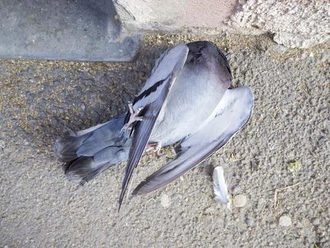 Dead pigeon Stock Photos
