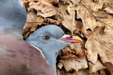 Dead Pigeon. Stock Photos