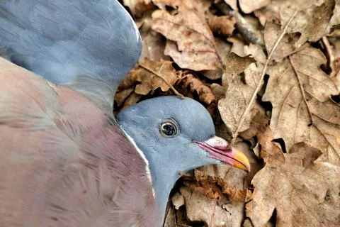 Dead Pigeon. Stock Photos