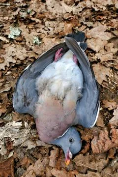 Dead Pigeon. Stock Photos