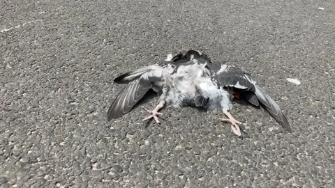 Dead pigeon on the road Stock-Footage 135508876