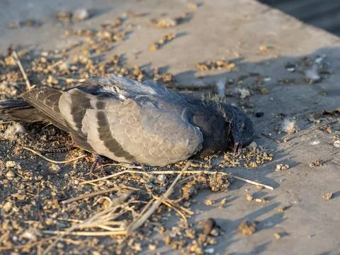 Dead pigeon on table with junk Foto stock
