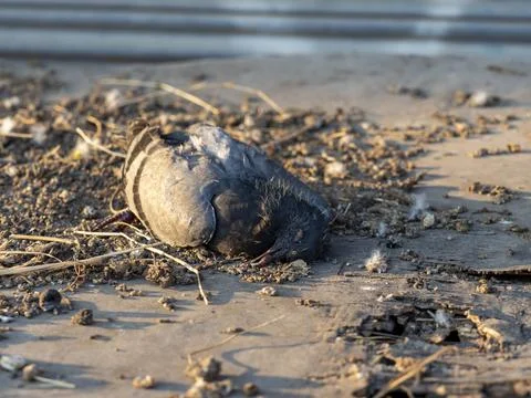 Dead pigeon on table with junk Stock Photos