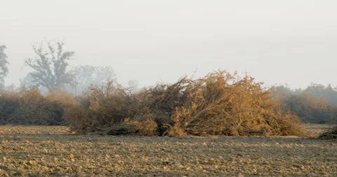 Dead piles of tree orchards on abandoned almond farm Stock Footage 125914655