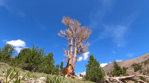 Dead pine against blue sky Stock Footage 158663104
