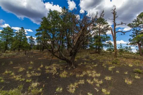 Dead pine and other tree in the midst of lava sand Stock Photos