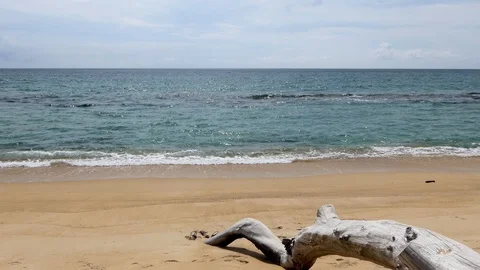 Dead pine at the beach sea Stock-Footage 118036108