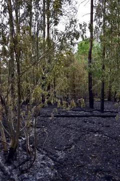 Dead pine forest a few days after a ground fire Stock Photos