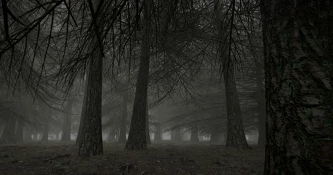 Dead pine forest, looping 3D animation Stock Footage 297265040