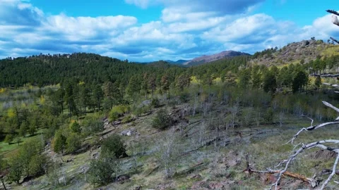 Dead pine on a hill close flyby Stock Footage 297594477