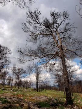Dead pine Stock Photos