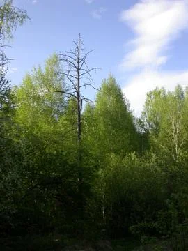 Dead pine Stock Photos