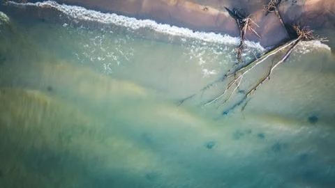 Dead pine tree on the beach cape Kolka, Baltic sea, Latvia Stock Photos