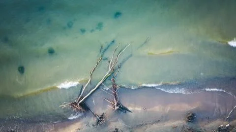 Dead pine tree on the beach cape Kolka, Baltic sea, Latvia Stock Photos