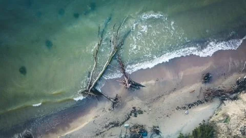 Dead pine tree on the beach cape Kolka, Baltic sea, Latvia Stock Photos