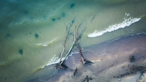 Dead pine tree on the beach cape Kolka, Baltic sea, Latvia Stock Photos