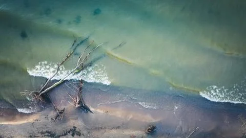 Dead pine tree on the beach cape Kolka, Baltic sea, Latvia Stock Photos