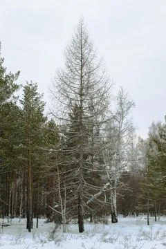 Dead pine tree at the edge of a mixed winter forest under a cloudy sky Stock Photos