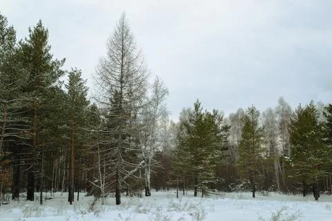 Dead pine tree at the edge of a mixed winter forest under a cloudy sky Foto stock