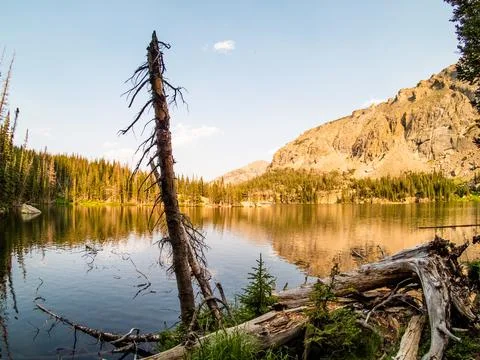 A dead pine tree in foreground of a nature scene with clouds reflecting on a  Stock Photos