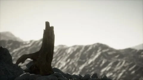 Dead pine tree at granite rock at sunset Stock Footage 121041350