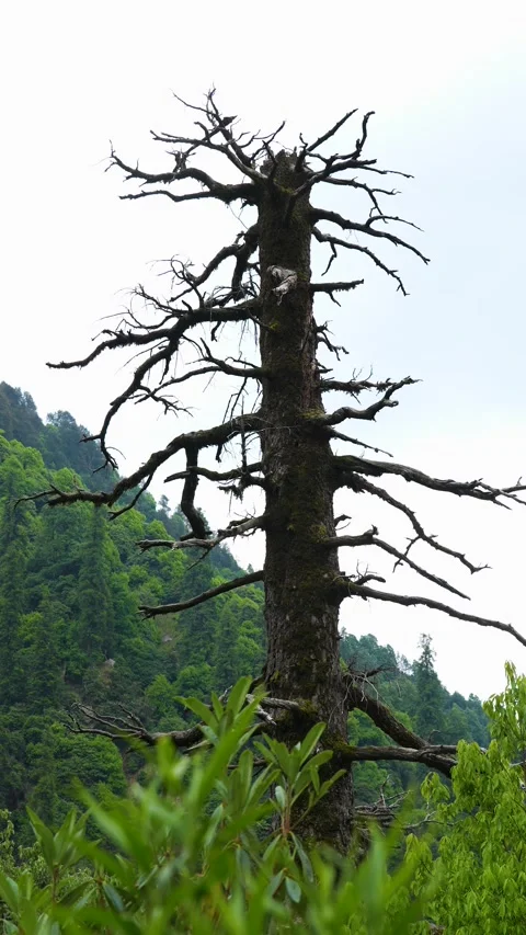 Dead Pine Tree at Kareri Lake, Dharamshala, Himachal Mountains Stock Footage 340750516