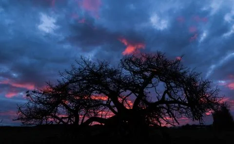 Dead Pine Tree Stock Photos