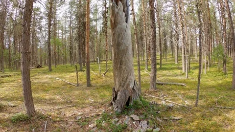Dead pine tree standing in arctic coniferous forest Stock Footage 117783767
