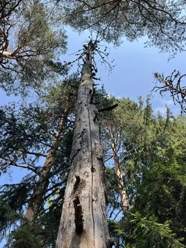 Dead Pine Tree Trunk Reaching to Blue Sky in Forest Stock Photos
